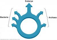ring_of_life.jpg ring_of_life.jpg