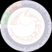 File:Tree of life SVG.svg