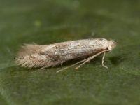 Bucculatricidae Bucculatricidae