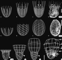 Choanoflagellata lorica Choanoflagellata lorica